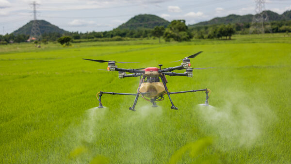 Agriculture spraying drone operating over paddy field in Tamil Nadu